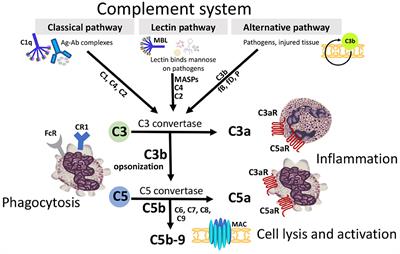 Frontiers | Essential Role Of Complement In Pregnancy: From ...